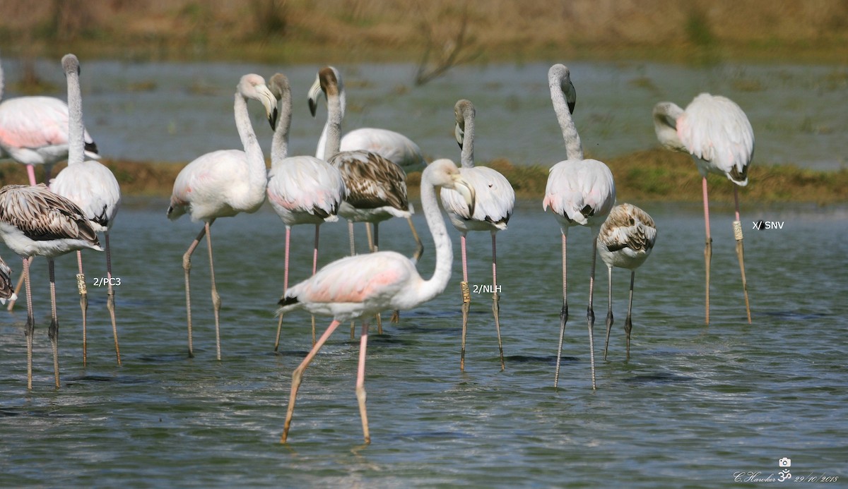 Greater Flamingo - Carl  Hawker