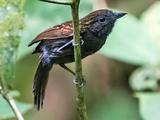  - Spiny-faced Antshrike