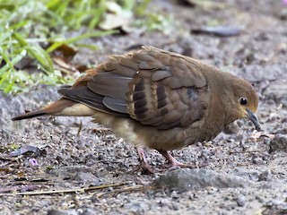 Female - Renato Espinosa - ML121106881