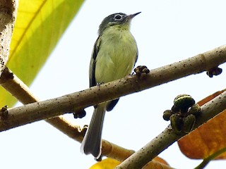  - Yellow-green Tyrannulet