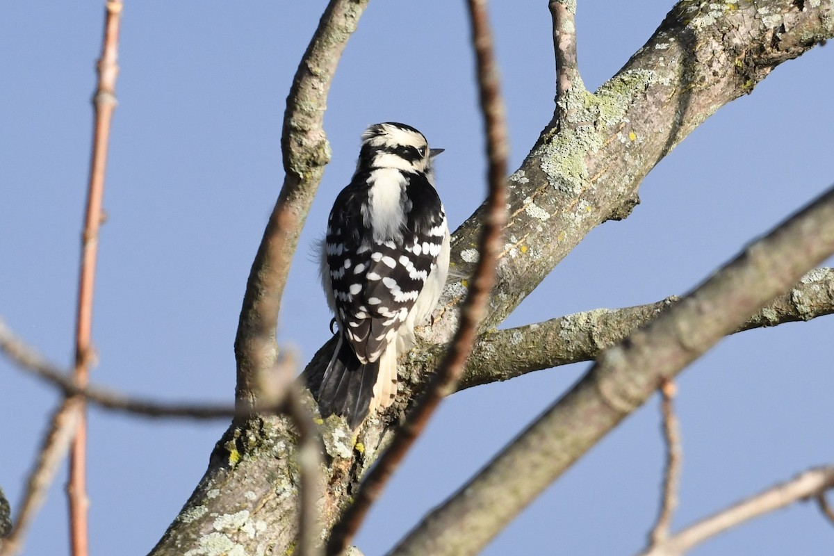 Downy Woodpecker - Barry Blust