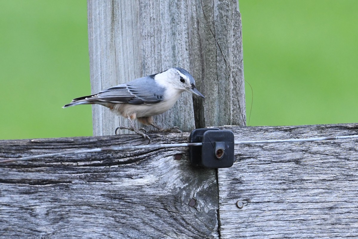White-breasted Nuthatch - ML121111421