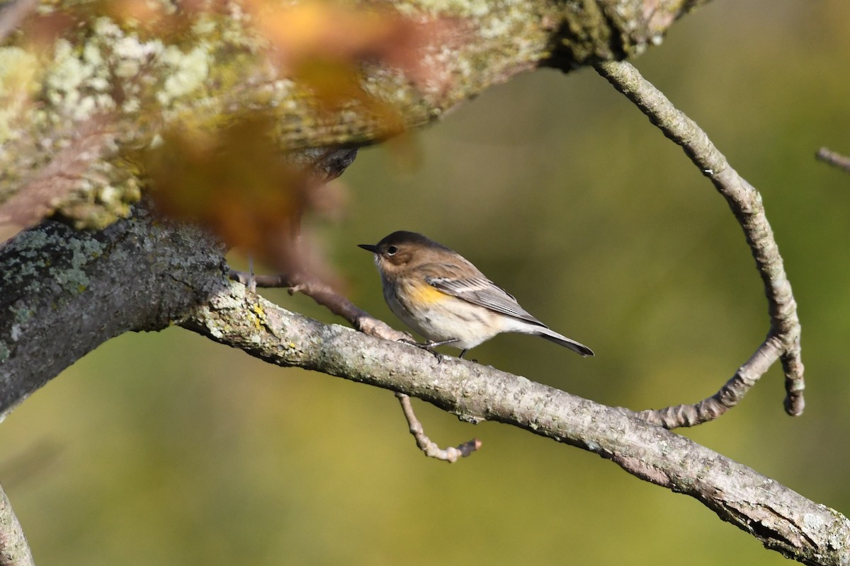 Yellow-rumped Warbler (Myrtle) - ML121111501