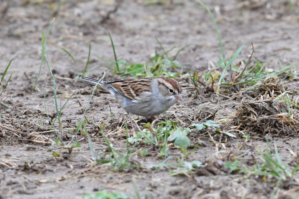 Chipping Sparrow - Barry Blust