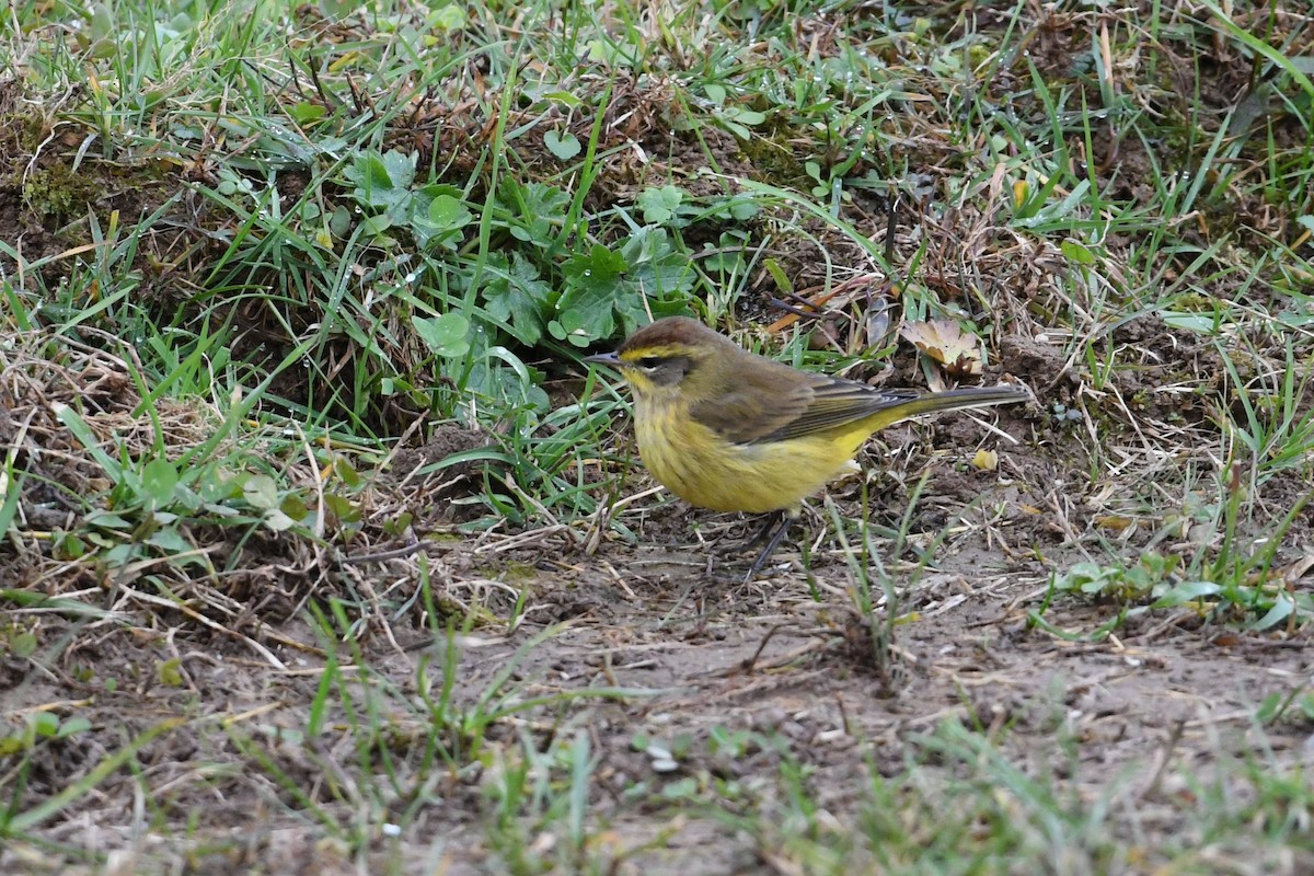 Palm Warbler (Yellow) - Barry Blust