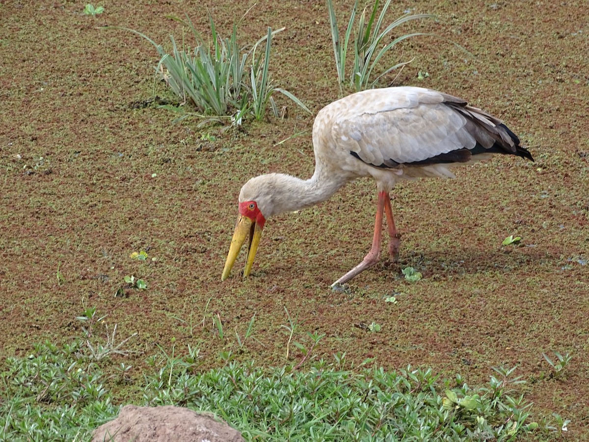 Tantale ibis - ML121115111