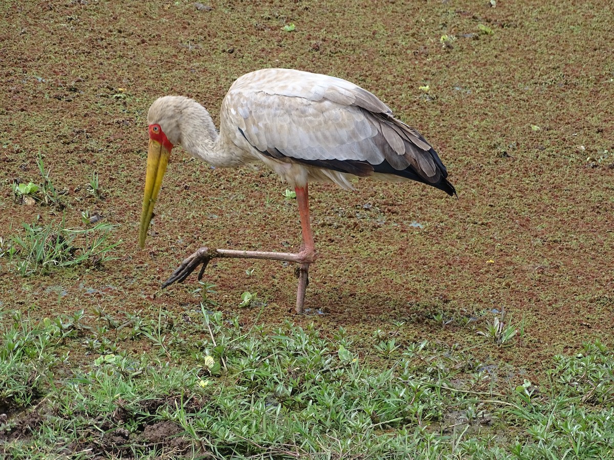 Yellow-billed Stork - ML121115131