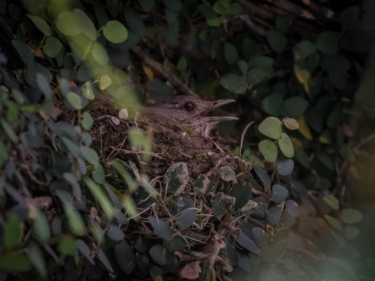 Pale-breasted Thrush - ML121116021