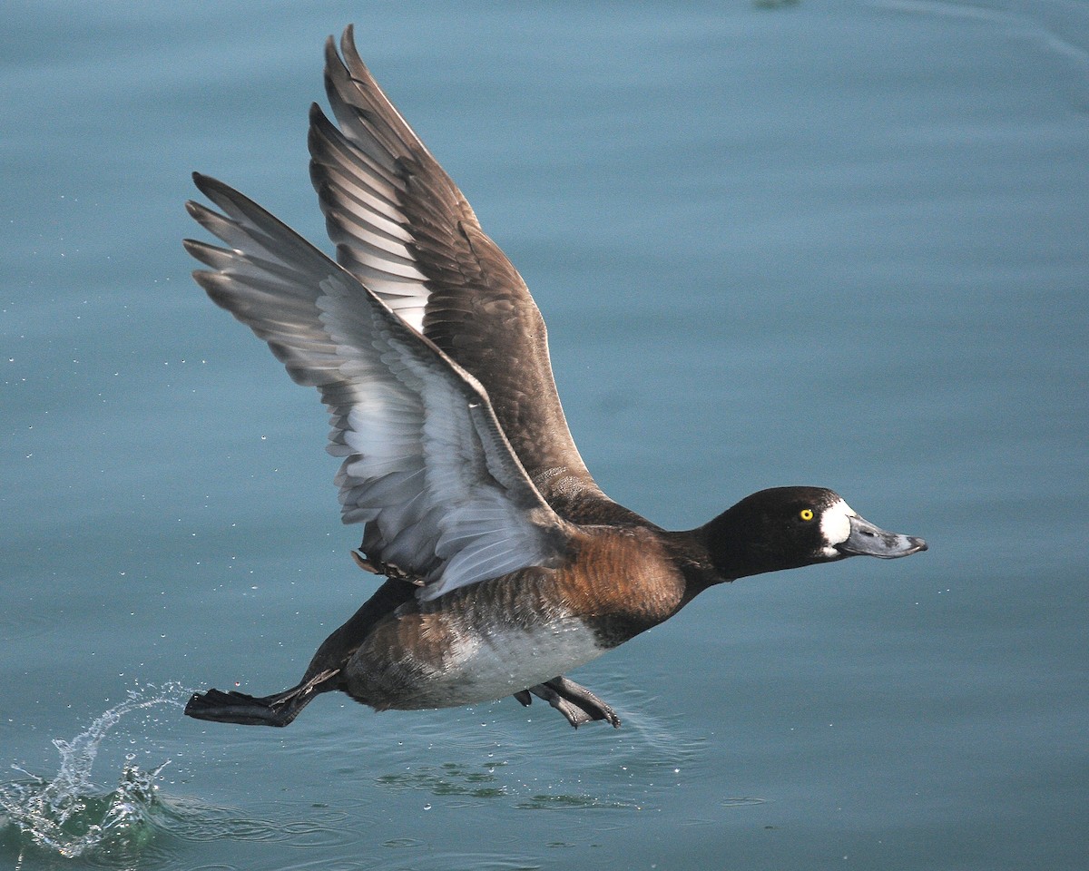 Greater Scaup - ML121120001