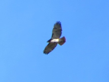 Red-tailed Hawk (borealis) - ML121122191