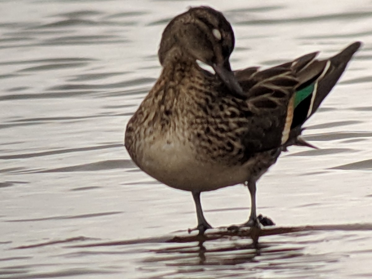Green-winged Teal - ML121122221
