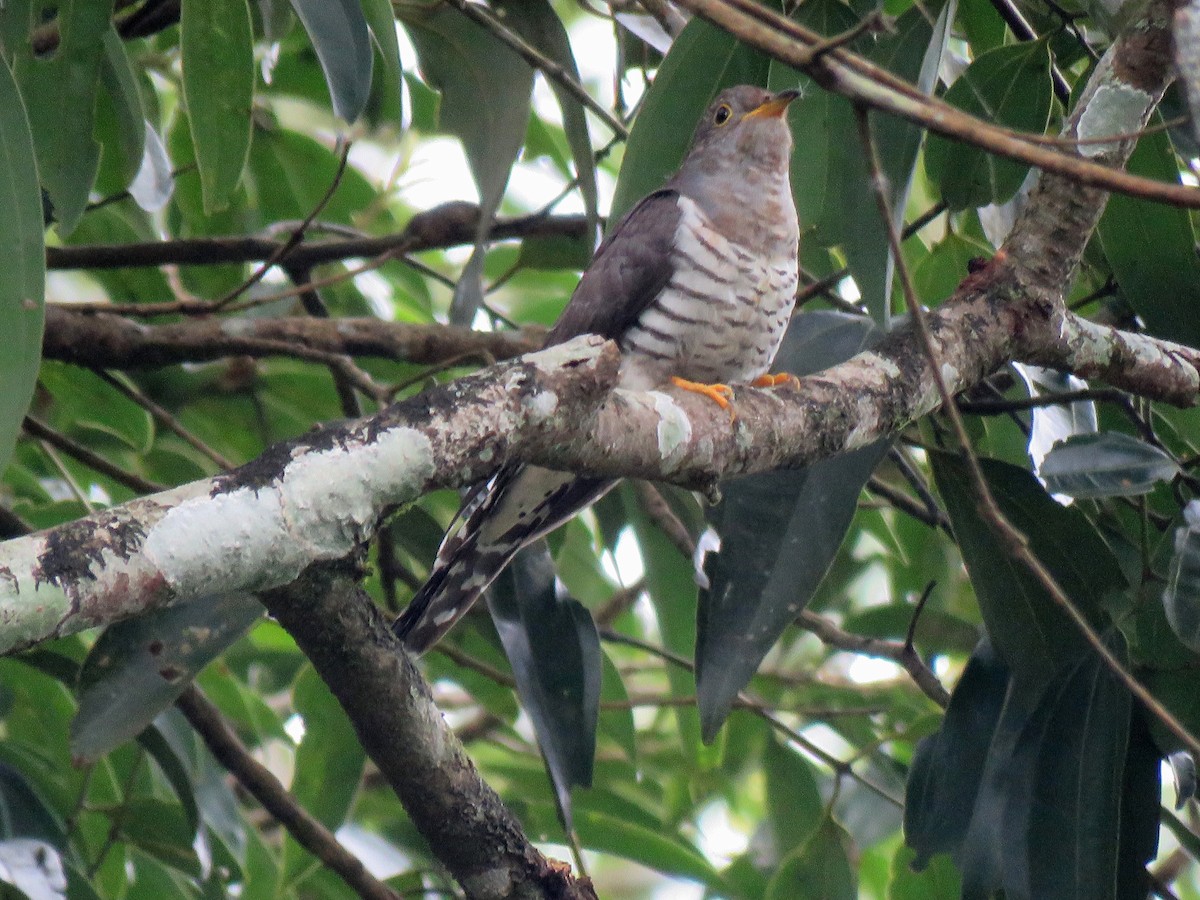Indian Cuckoo - Selvaganesh K