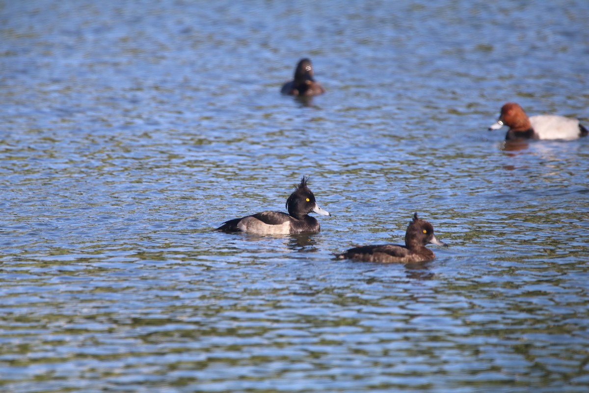 Tufted Duck - ML121123231