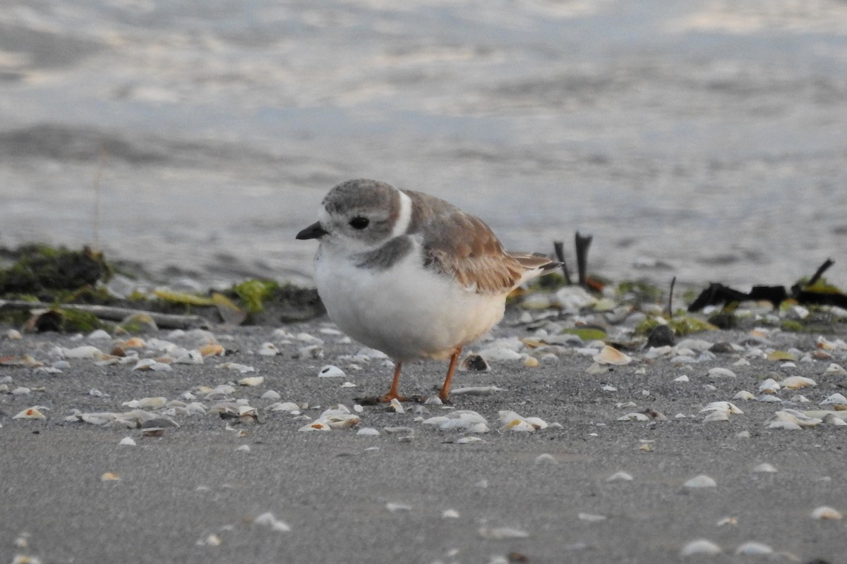 Piping Plover - Terry Walsh