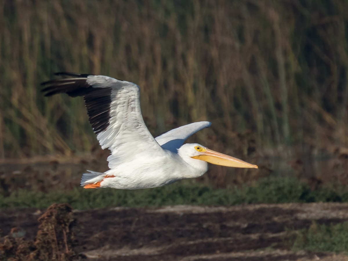 American White Pelican - Bruce Aird
