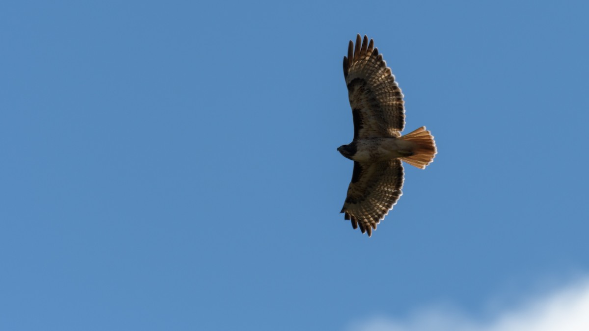 Red-tailed Hawk - ML121129081