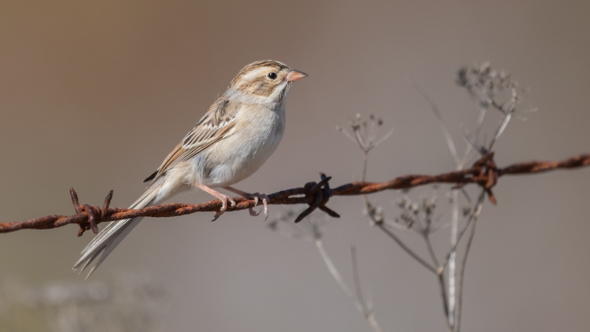 Clay-colored Sparrow - ML121129211