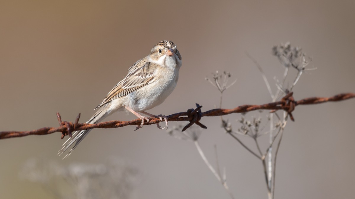 Clay-colored Sparrow - ML121129221