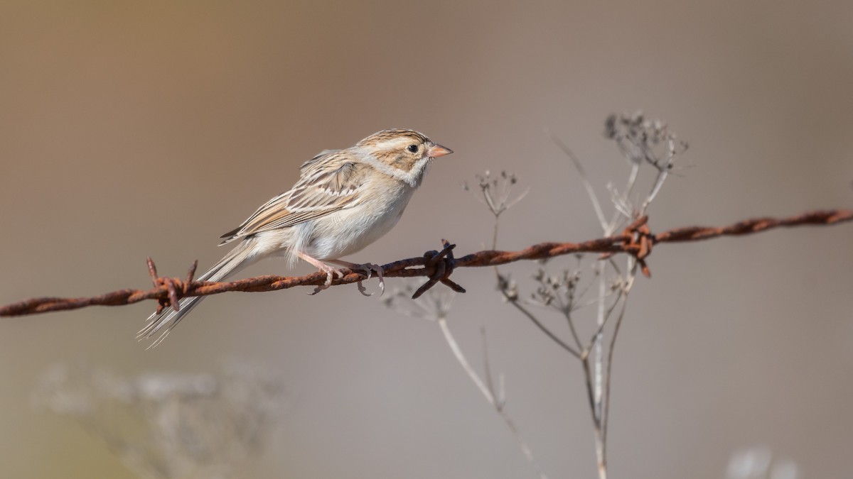 Clay-colored Sparrow - ML121129231