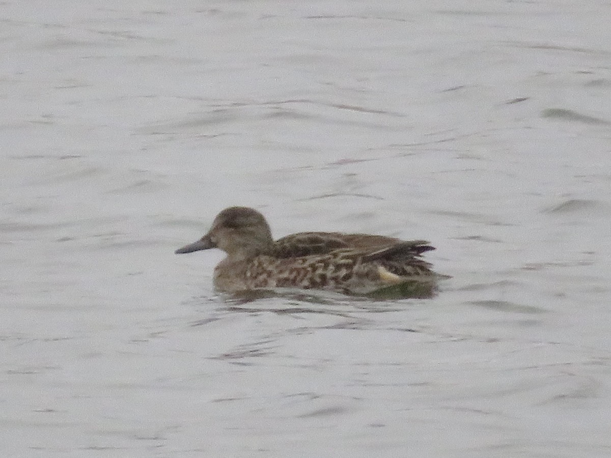 Green-winged Teal - ML121130431