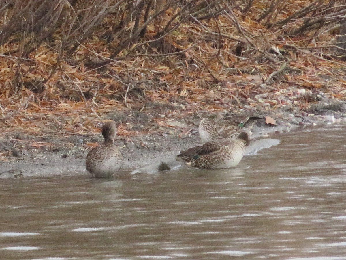 Green-winged Teal - ML121130441