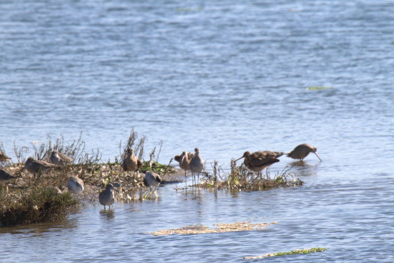 Long-billed Dowitcher - ML121133021