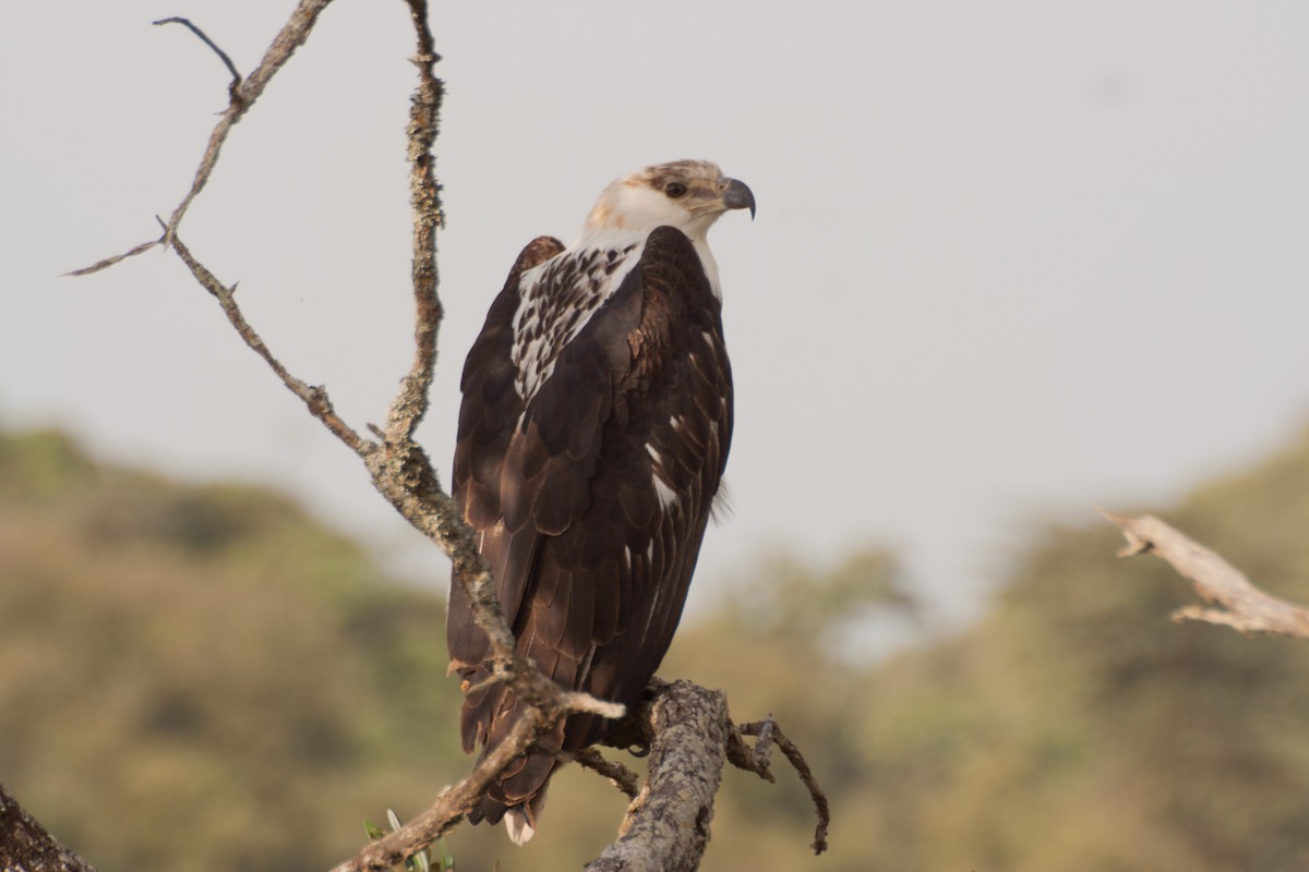 African Fish-Eagle - ML121134231