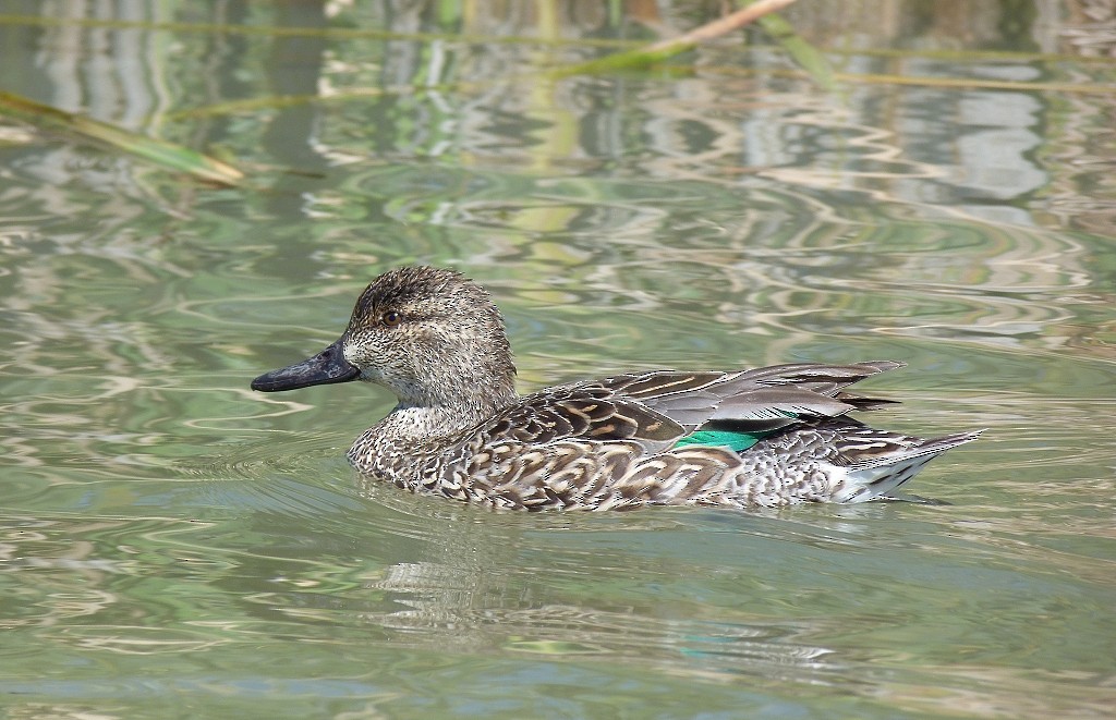 Green-winged Teal - ML121136591