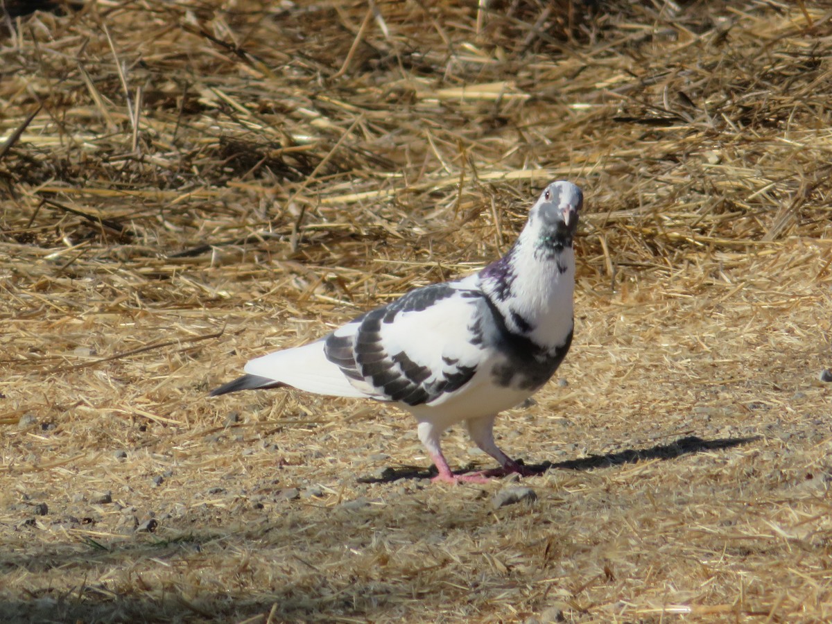 Rock Pigeon (Feral Pigeon) - mark zdeblick
