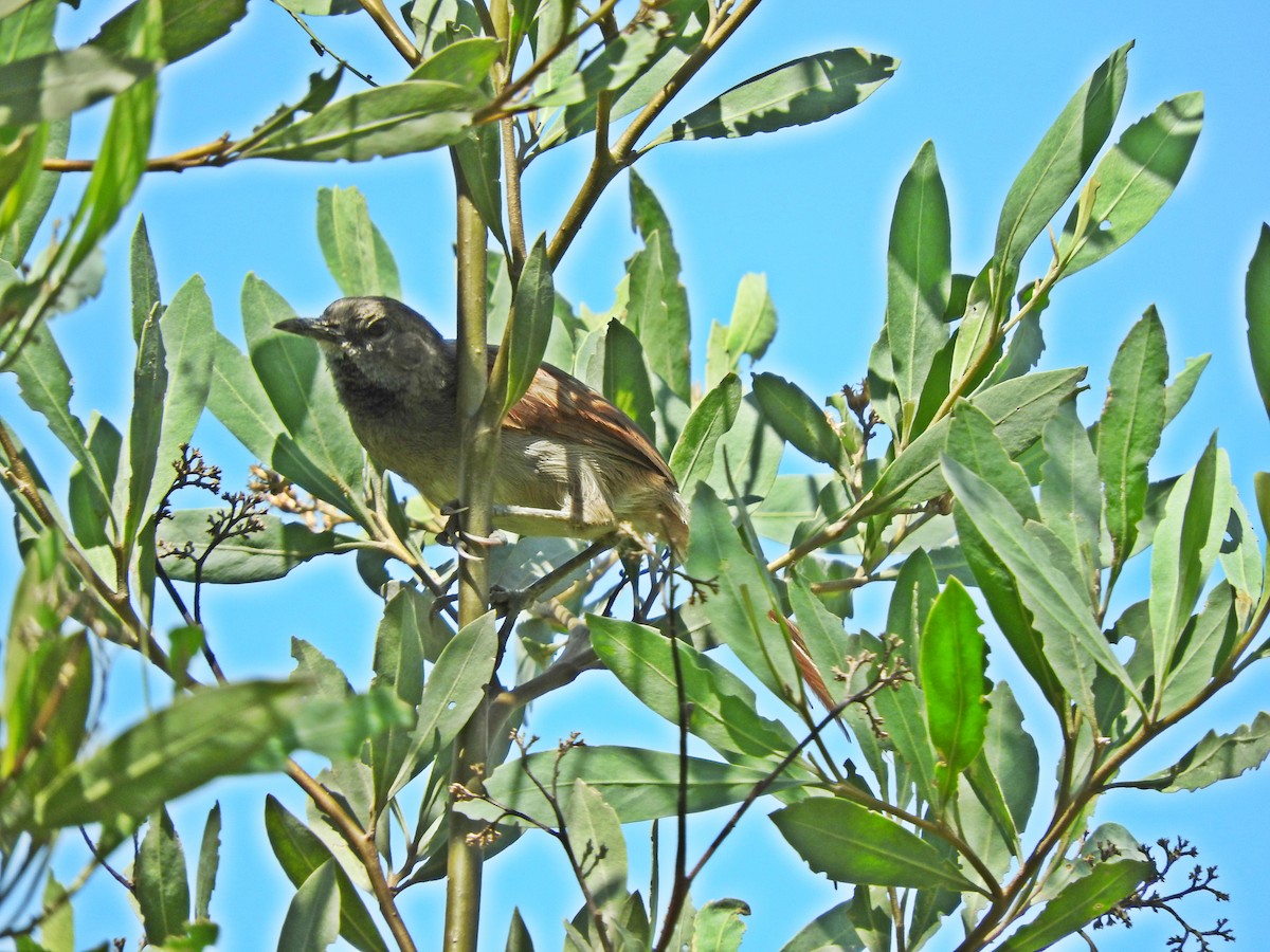 White-bellied Spinetail - ML121141401