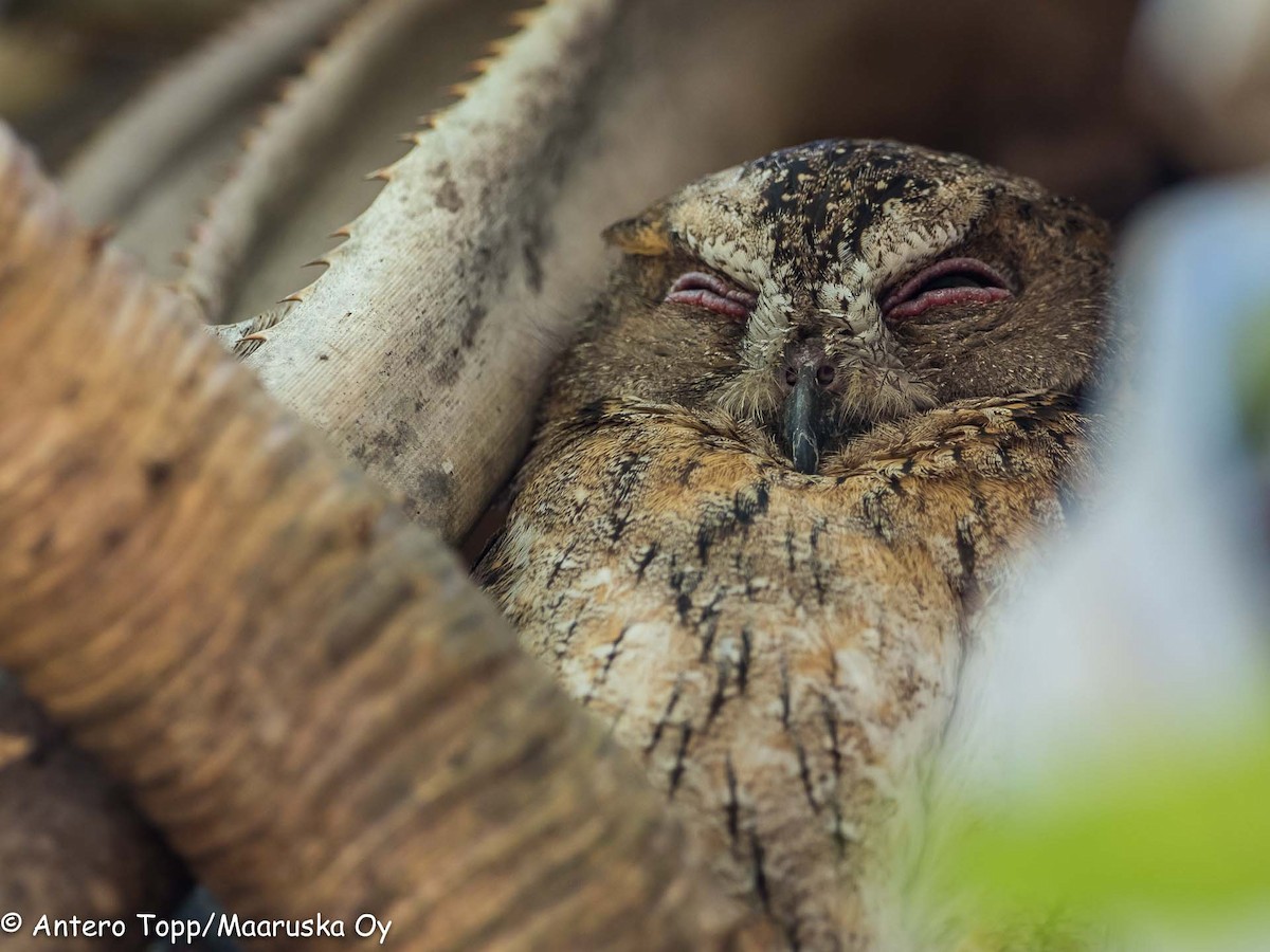 Madagascar Scops-Owl (Torotoroka) - Antero Topp