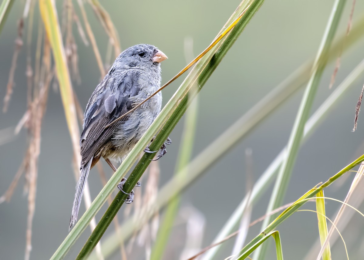 Plain-colored Seedeater - ML121142941