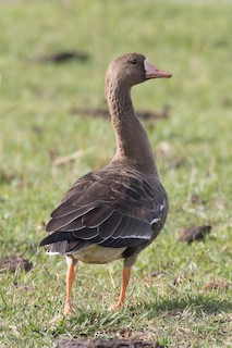 Greater White-fronted Goose, ML121146621