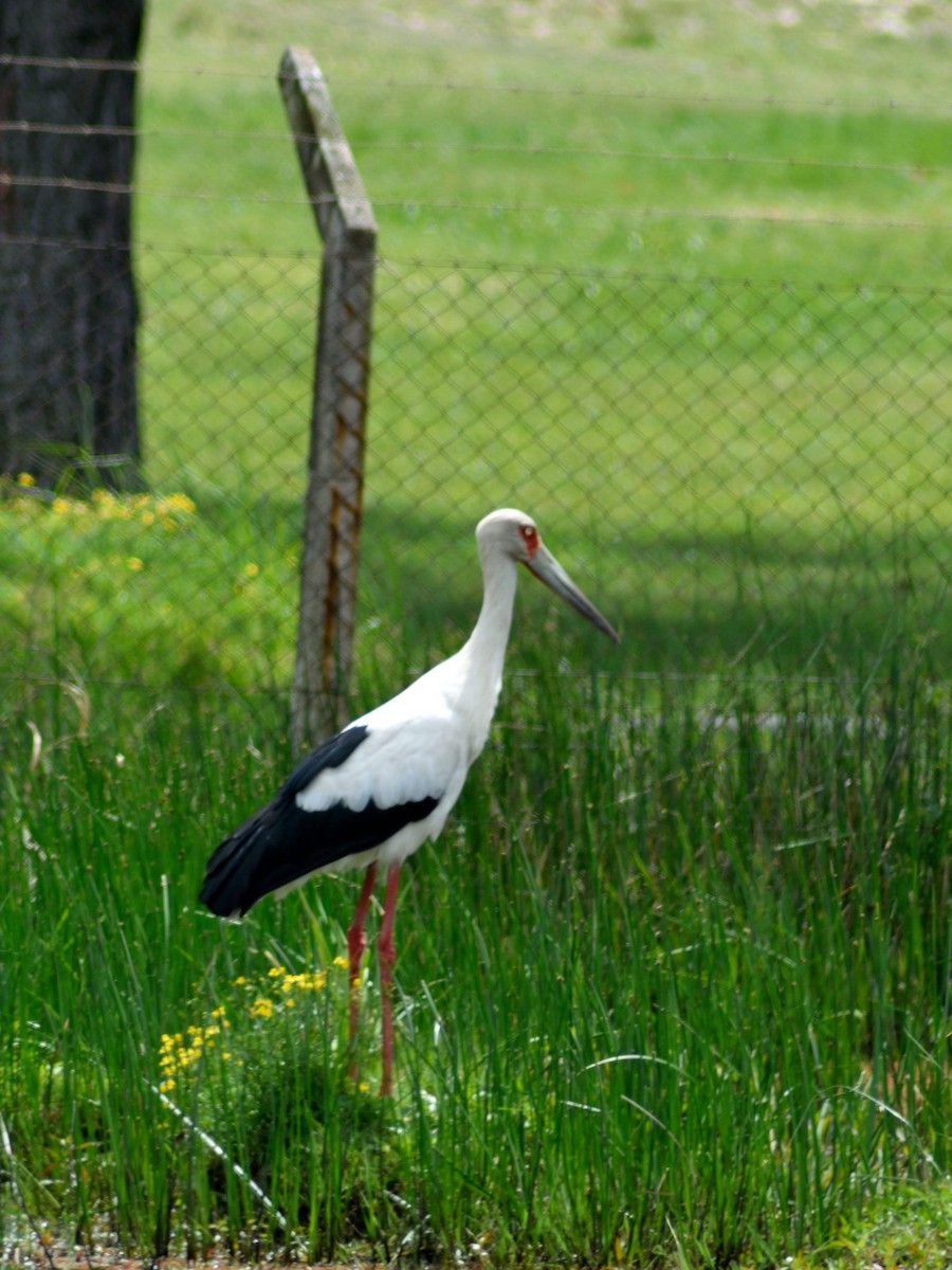 Maguari Stork - Marcos de Campo
