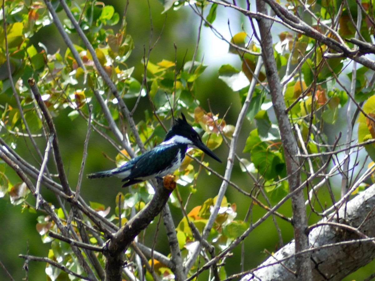 Amazon Kingfisher - Marcos de Campo