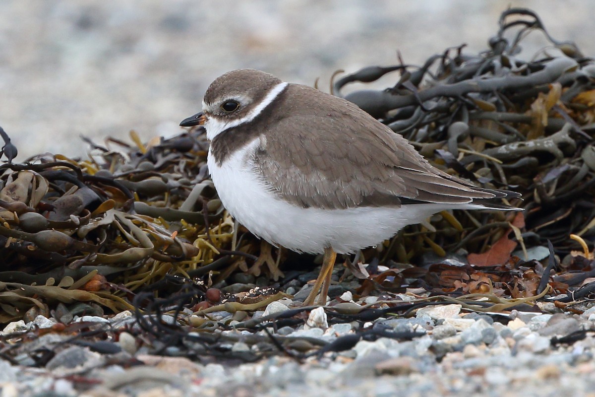Semipalmated Plover - ML121148521
