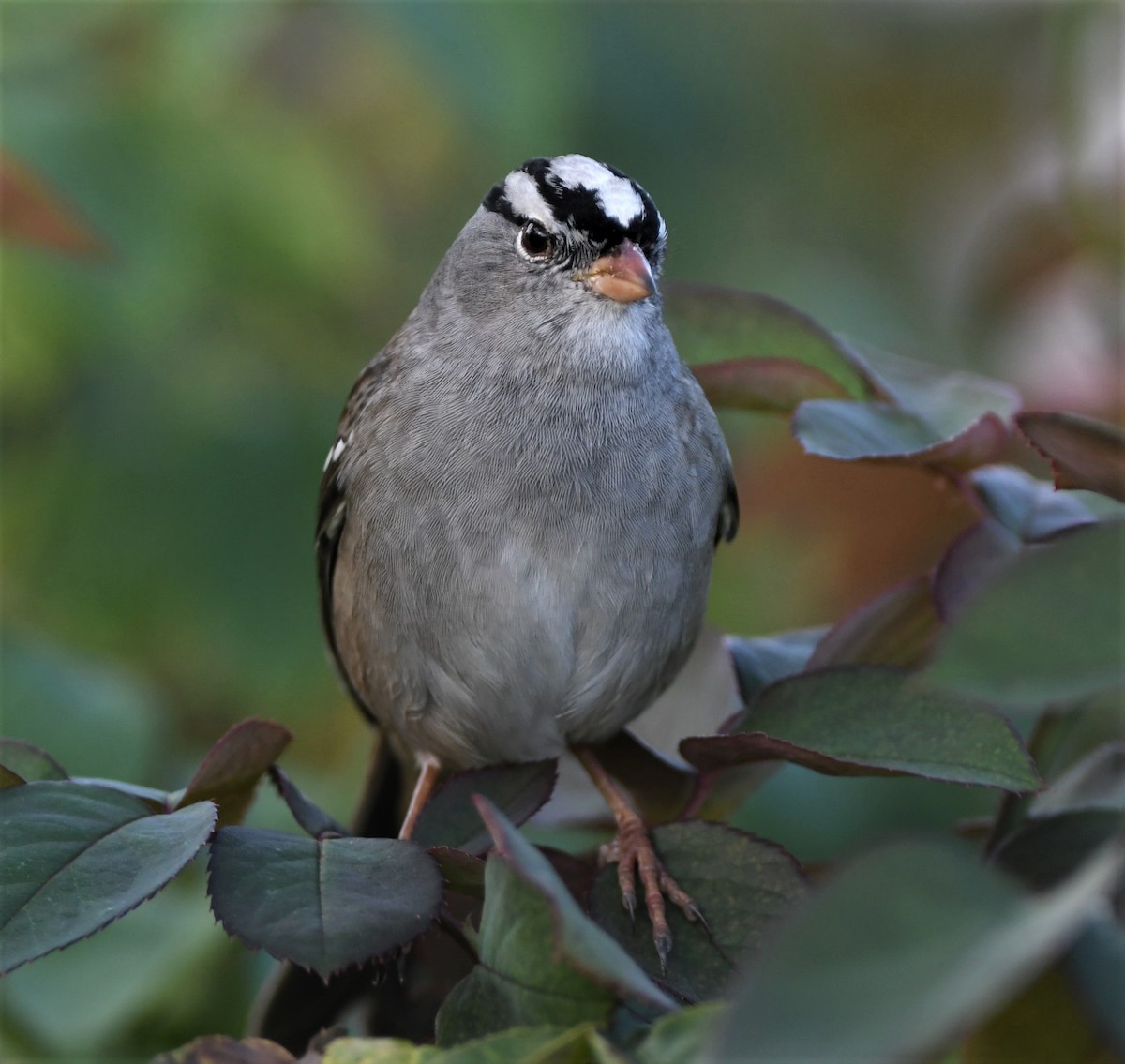 White-crowned Sparrow (Gambel's) - ML121148991