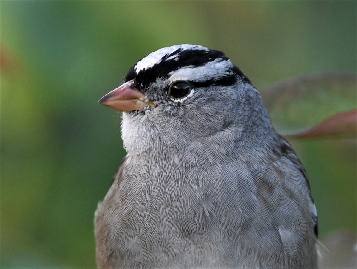 White-crowned Sparrow (Gambel's) - David Beaudette