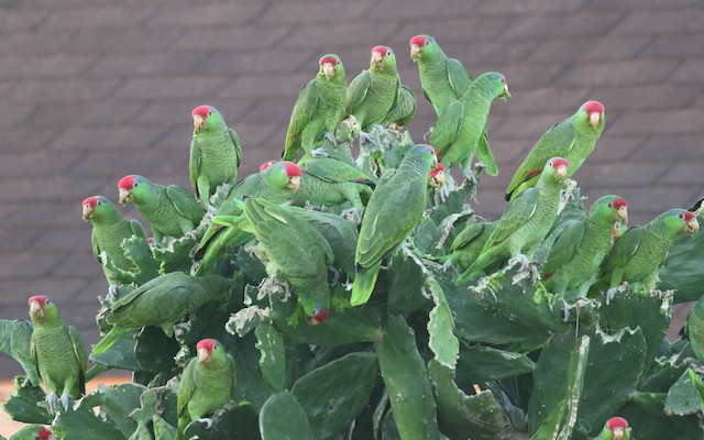 Birds feeding on cactus. - Red-crowned Parrot - 