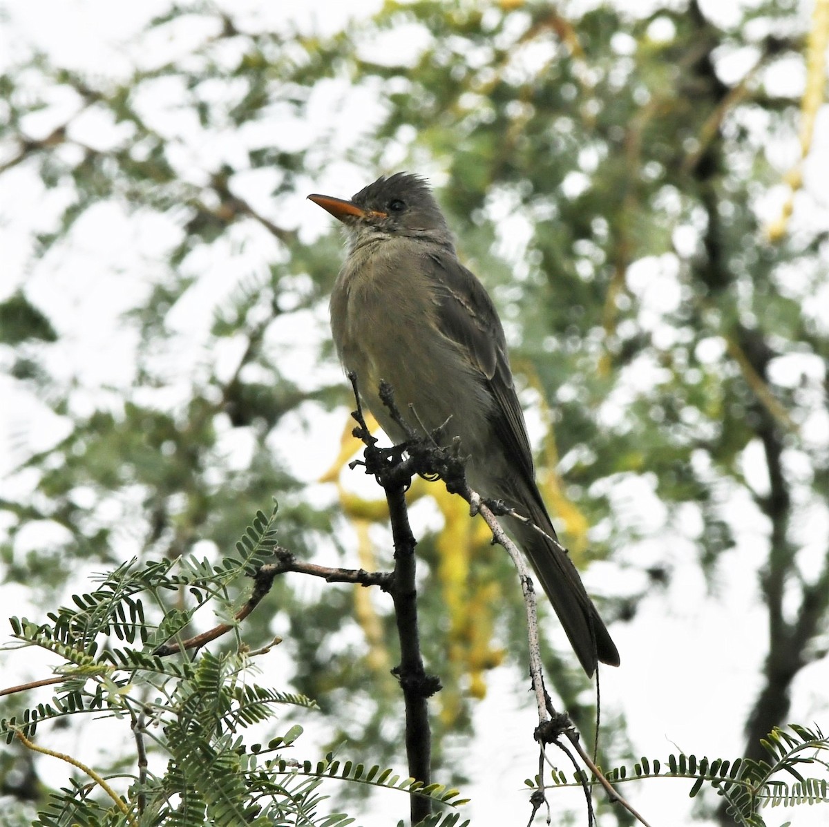 Greater Pewee - ML121149371