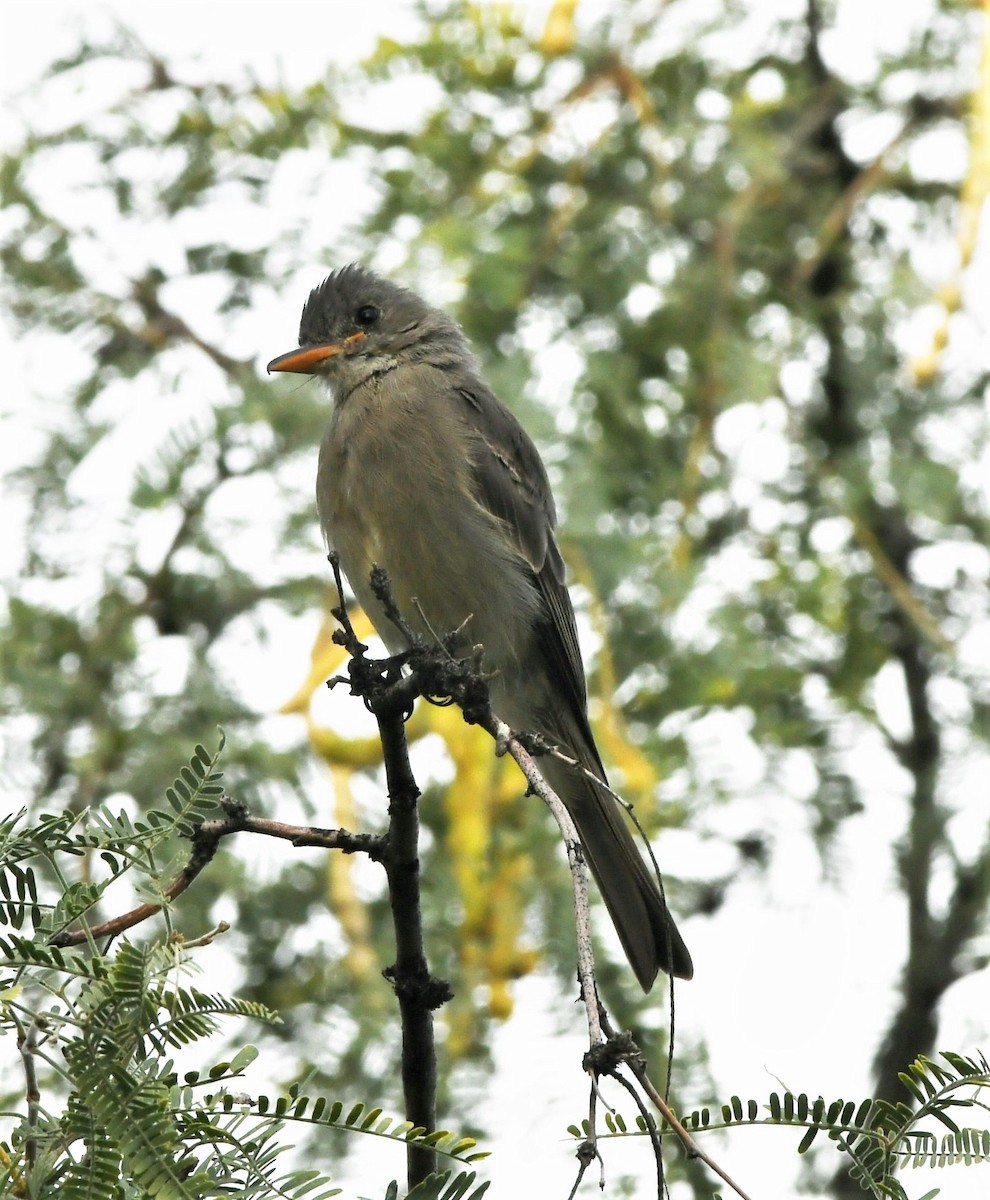 Greater Pewee - ML121149381