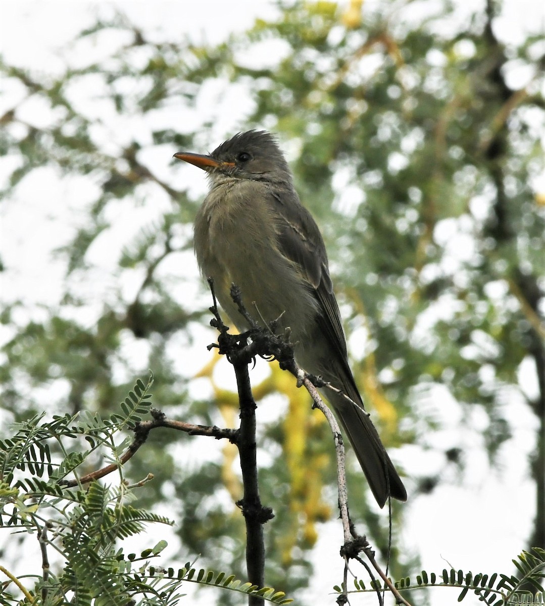 Greater Pewee - ML121149391