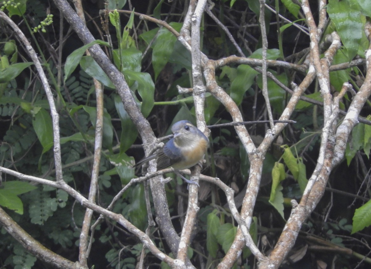 Gray-throated Chat - ML121151291