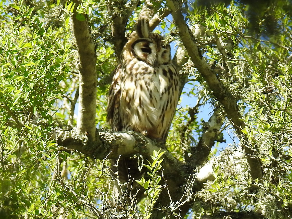 Striped Owl - ML121159871