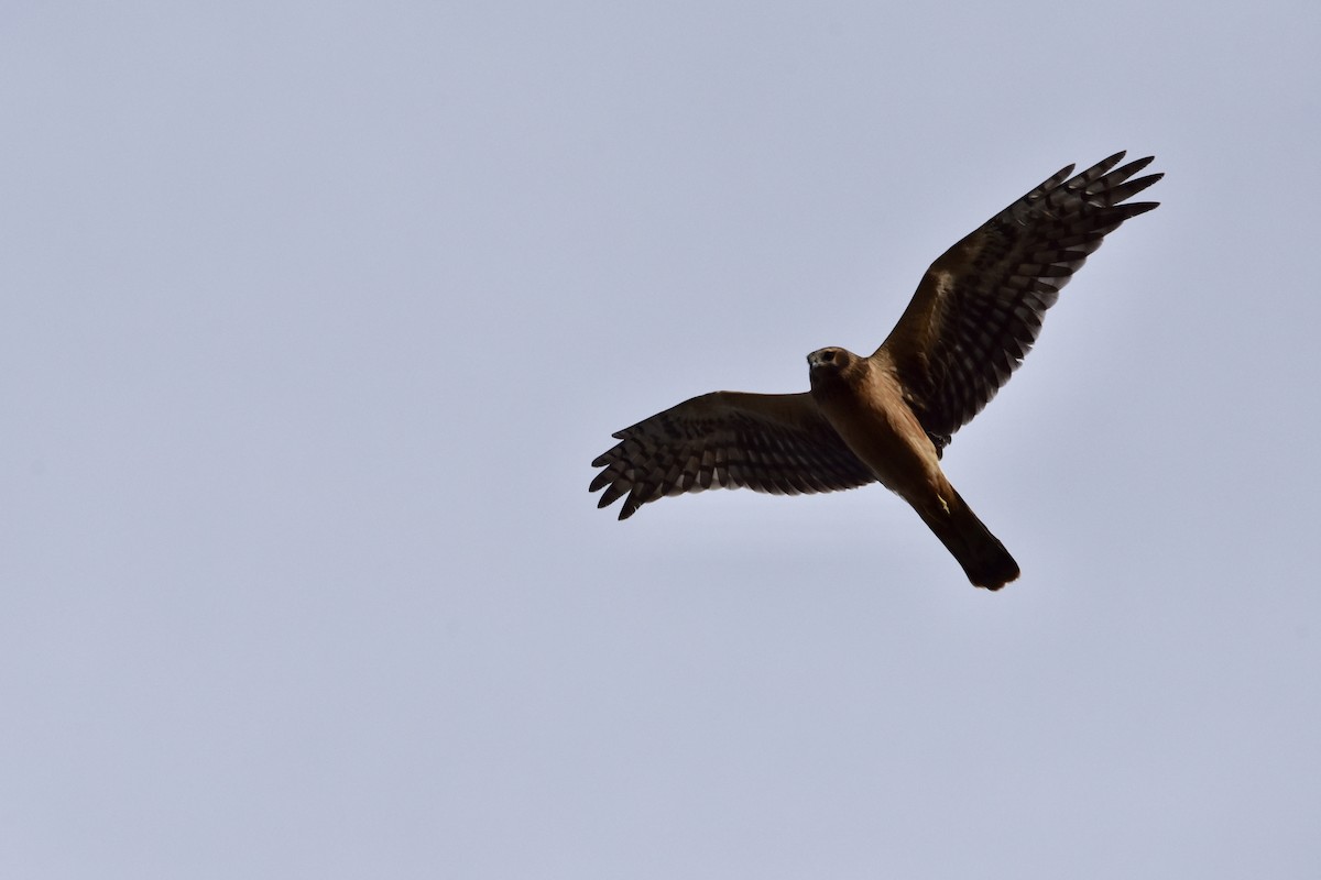 Northern Harrier - Too Fly