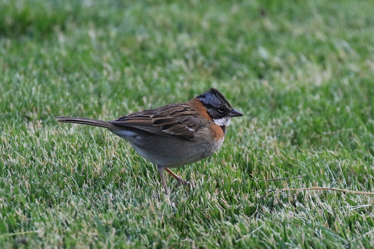 Rufous-collared Sparrow - ML121161291