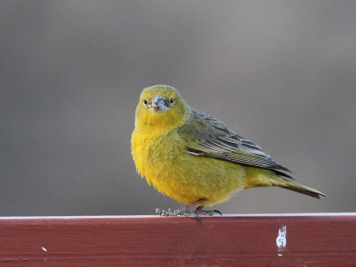 Greenish Yellow-Finch - Denis Tétreault