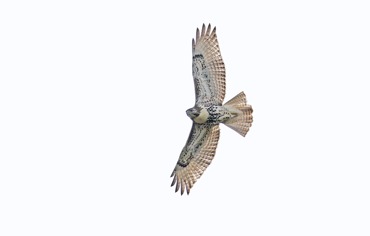 Red-tailed Hawk (borealis) - ML121162861