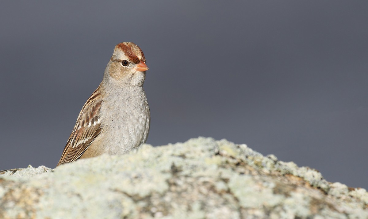 White-crowned Sparrow (Dark-lored) - ML121163361