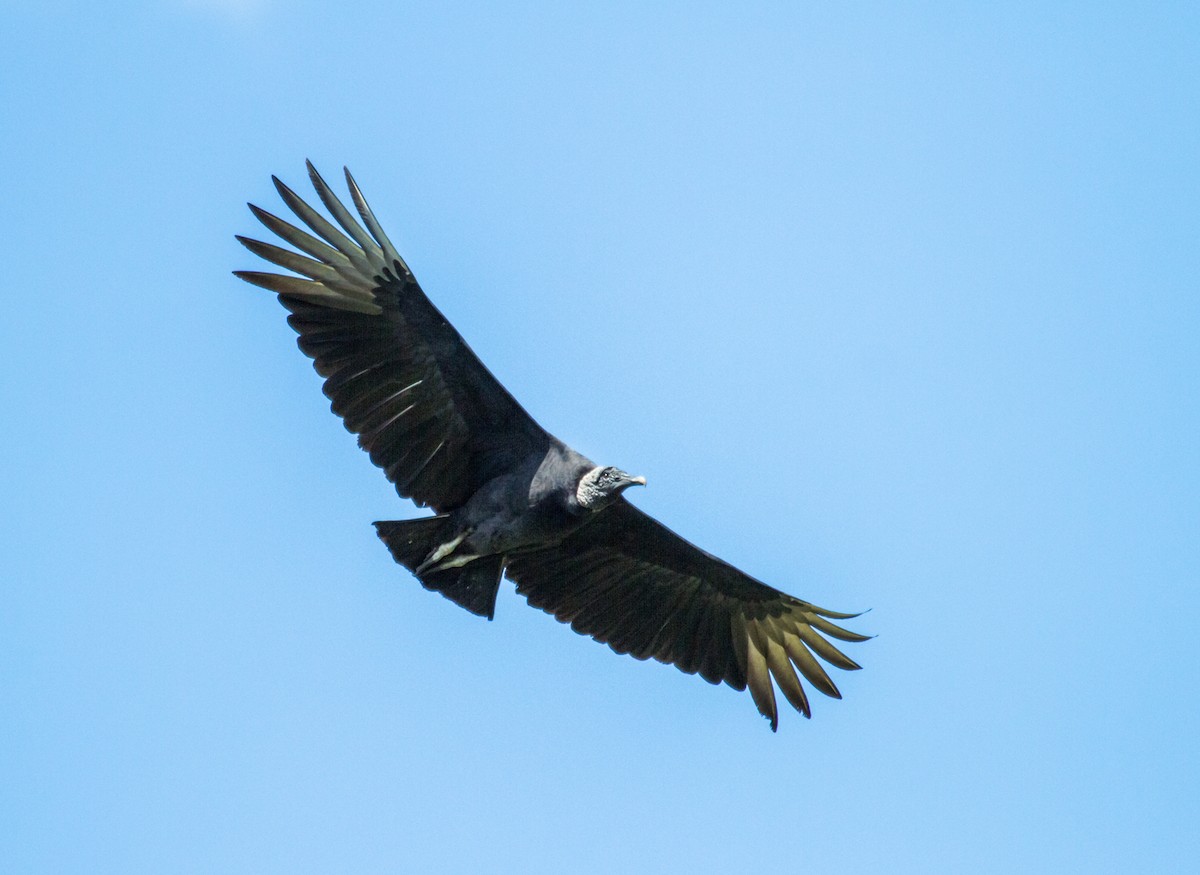 Black Vulture - Nick Athanas